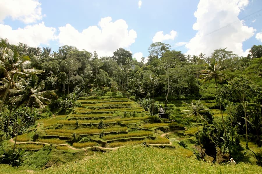 Ubud Sawah
